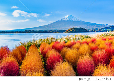 紅葉のコキアと富士山 河口湖大石公園 紅葉のコキアと富士山 河口湖大石公園 117286104