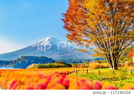 富士山と紅葉 河口湖大石公園 富士山と紅葉 河口湖大石公園 117286108
