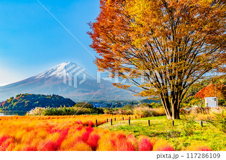 富士山と紅葉　河口湖大石公園 117286109