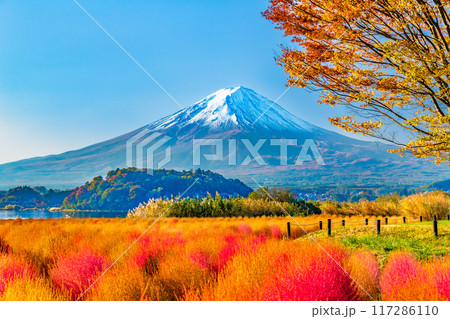 富士山と紅葉 河口湖大石公園 富士山と紅葉 河口湖大石公園 117286110