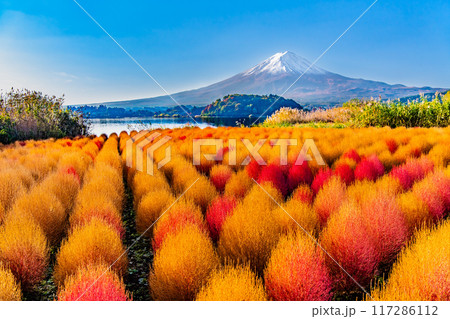 紅葉のコキアと富士山 河口湖大石公園 紅葉のコキアと富士山 河口湖大石公園 117286112