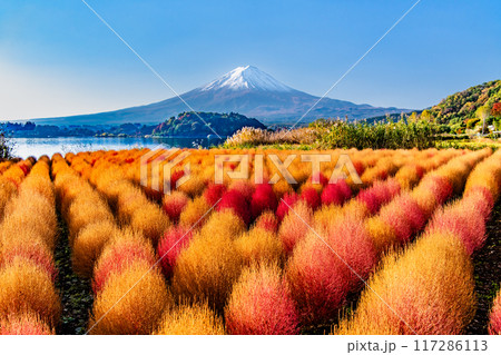 紅葉のコキアと富士山　河口湖大石公園 117286113