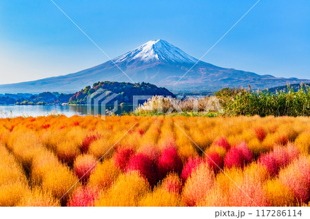 紅葉のコキアと富士山　河口湖大石公園 117286114