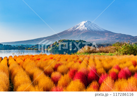 紅葉のコキアと富士山　河口湖大石公園 117286116