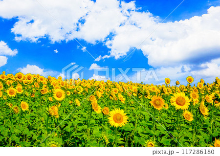夏の空と向日葵畑 117286180