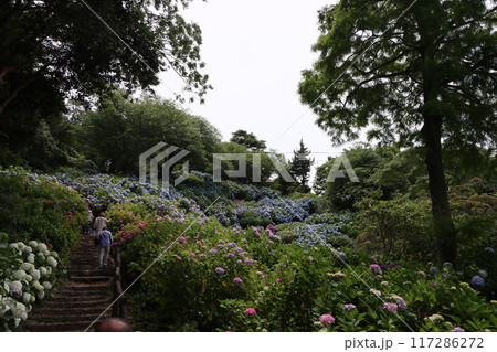 《小田原城》アジサイ 117286272