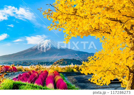 富士山と紅葉　～紅葉に染まる河口湖大石公園～ 117286273