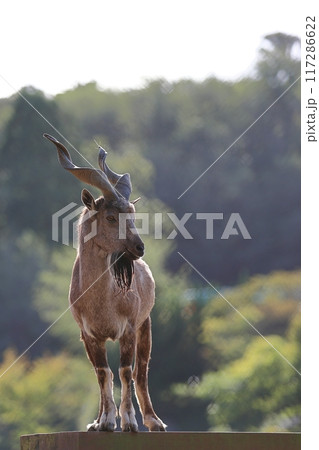 台の上に立つオスのマーコール 117286622