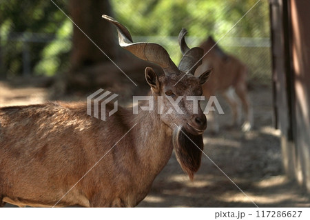 振り向いたオスのマーコールのポートレート 振り向いたオスのマーコールのポートレート 117286627