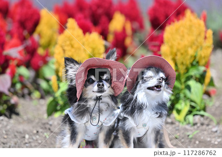 オソロコーデ ピンクのかわいい帽子を被った2匹の仲良しチワワ (ケイトウの前で) オソロコーデ ピンクのかわいい帽子を被った2匹の仲良しチワワ (ケイトウの前で) 117286762
