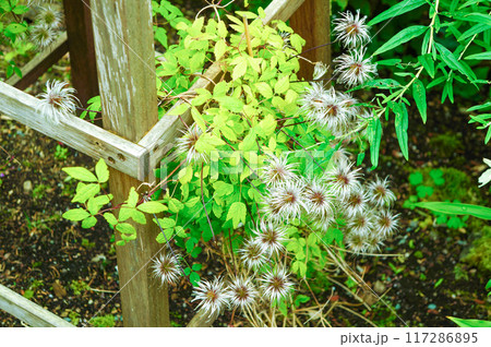 木の柱のそばに咲く植物 木の柱のそばに咲く植物 117286895