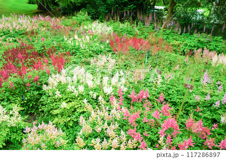 美しいカラフルな花が咲き誇る様子 美しいカラフルな花が咲き誇る様子 117286897