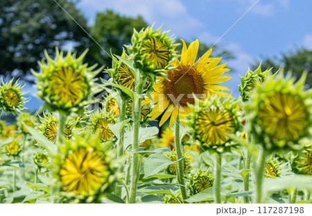夏の花、ひまわりとひまわりの蕾 117287198