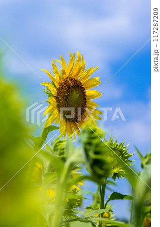 ひまわり畑に咲くひまわり ひまわり畑に咲くひまわり 117287209