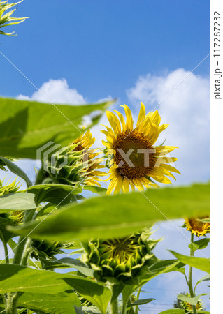 夏の青空とひまわり畑に咲くひまわり 夏の青空とひまわり畑に咲くひまわり 117287232