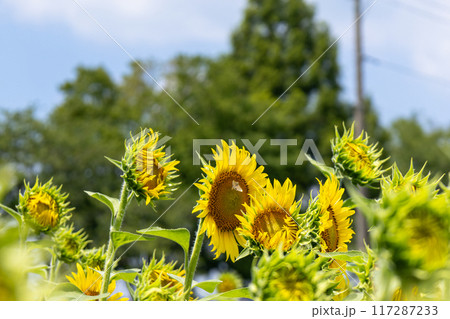 夏の花、ひまわり 夏の花、ひまわり 117287233