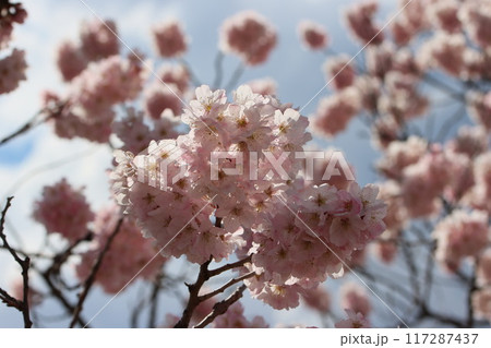 《神奈川県南足柄市》満開の早咲桜 117287437