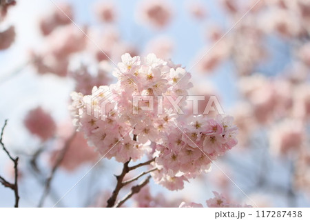 《神奈川県南足柄市》満開の早咲桜 117287438
