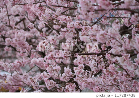 《神奈川県南足柄市》満開の早咲桜 117287439