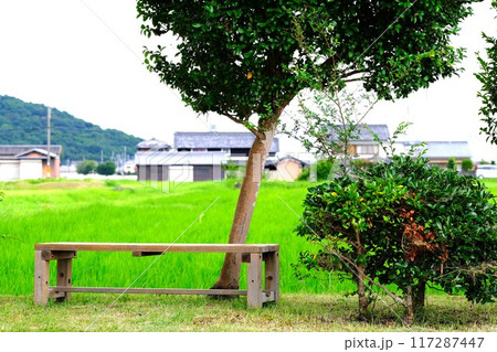 田んぼのあぜ道にあるベンチ 117287447