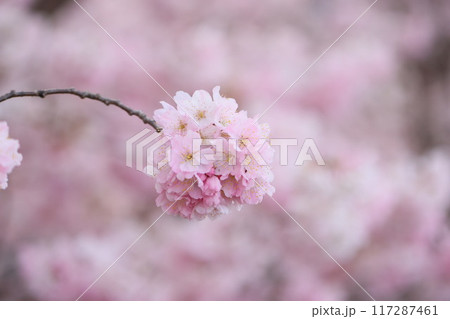 《神奈川県南足柄市》満開の早咲桜 117287461