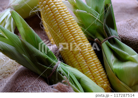fresh corn on the cob wrapped in green husks just harvest from organic farming, farm to table, maize is food that nutrition and good for eyes 117287514