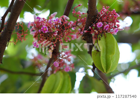 a starfruit tree branch laden with green fruits, pink and purple a starfruit tree branch laden with green fruits, pink and purple 117287540
