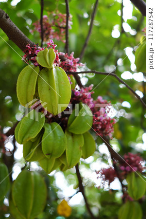 a starfruit tree branch laden with green fruits, pink and purple a starfruit tree branch laden with green fruits, pink and purple 117287542