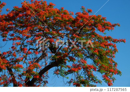A stunning tree blooms with vibrant red flowers on blue sky in summer, Phoenix flower or Flamboyant tree or Phuong make sense of peace and tranquility. A stunning tree blooms with vibrant red flowers on blue sky in summer, Phoenix flower or Flamboyant tree or Phuong make sense of peace and tranquility. 117287565
