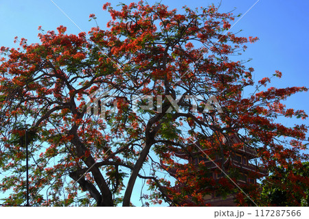 A stunning tree blooms with vibrant red flowers on blue sky in summer, Phoenix flower or Flamboyant tree or Phuong make sense of peace and tranquility. A stunning tree blooms with vibrant red flowers on blue sky in summer, Phoenix flower or Flamboyant tree or Phuong make sense of peace and tranquility. 117287566