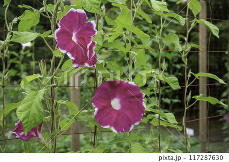 変化朝顔757 117287630