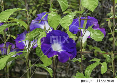 変化朝顔761 117287636