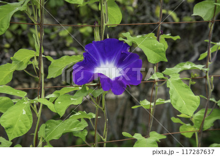 変化朝顔762 117287637