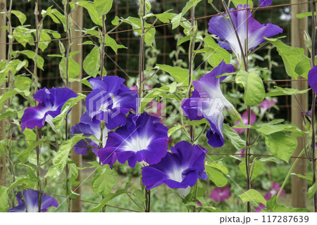 変化朝顔764 変化朝顔764 117287639