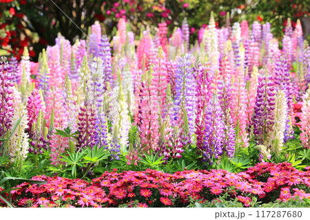 カラフルなルピナス＜あしかがフラワーパーク＞ 117287680
