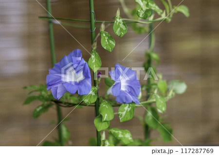 変化朝顔769 変化朝顔769 117287769