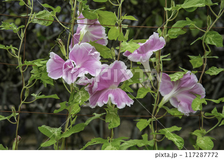 変化朝顔772 117287772