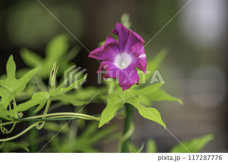 変化朝顔776 117287776