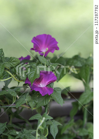 変化朝顔782 117287782