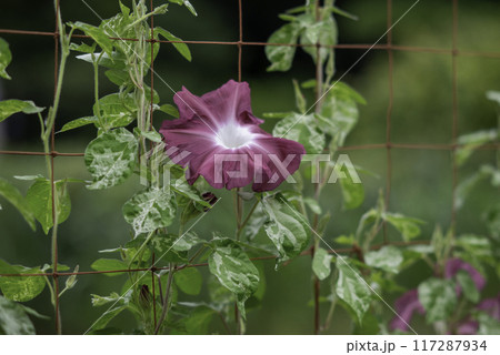 変化朝顔788 117287934