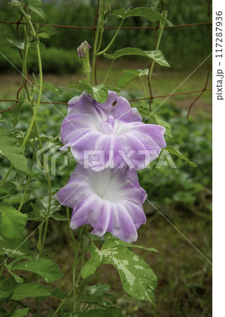 変化朝顔790 117287936