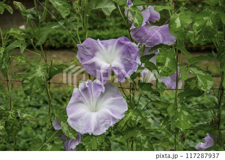 変化朝顔791 117287937