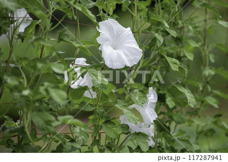 変化朝顔795 117287941