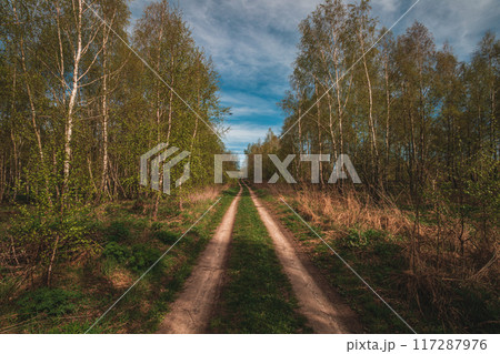 Beautiful green summer forest. Spring background, backdrop Beautiful green summer forest. Spring background, backdrop 117287976
