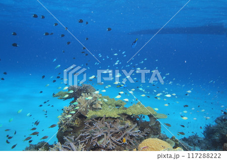 青い海とサンゴと魚たち 水中写真 青い海とサンゴと魚たち 水中写真 117288222