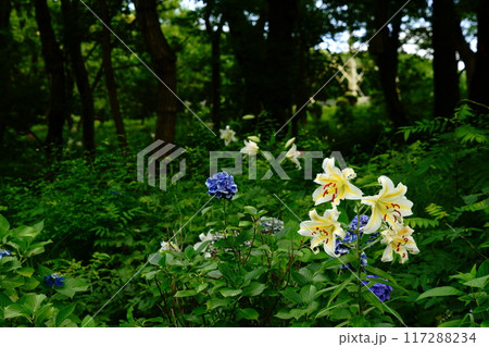 森の中で咲く紫陽花とユリ 森の中で咲く紫陽花とユリ 117288234