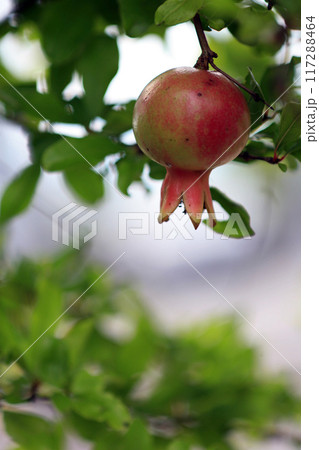 ザクロの実 117288464