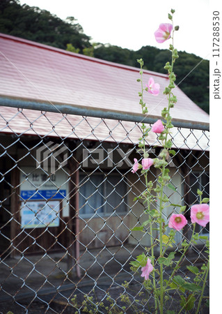 比婆山駅のタチアオイ 117288530