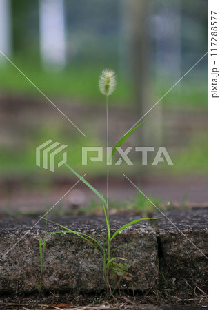 縁石のエノコログサ 117288577