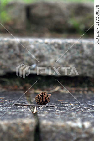 メタセコイヤの実 117288578